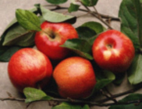 Apple Powder Extract 